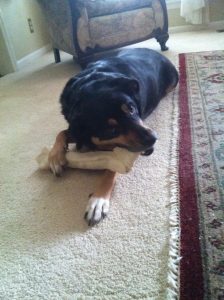 Koda lays on carpet recently treated 