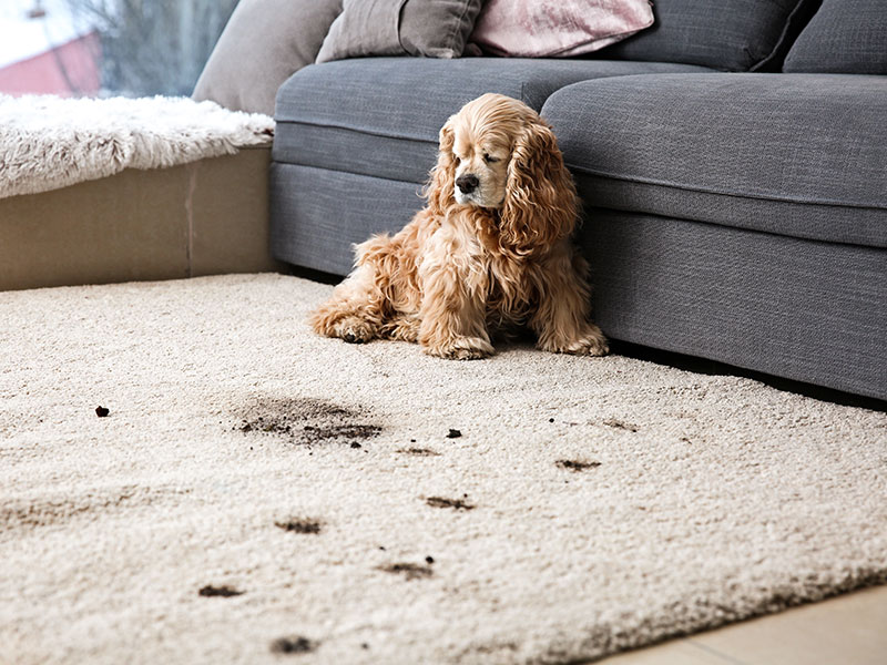 Puppy on an area rug needing pet cleaning. 